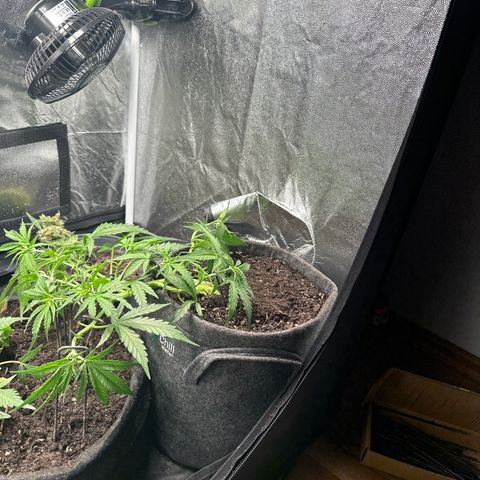 Dosidos reg Auto  growlog timeline photo