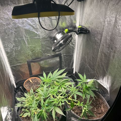 Dosidos reg Auto  growlog photo: Ich werde sie in den nächsten zwei Tagen leicht entlauben 