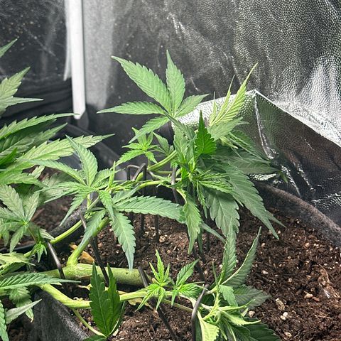 Dosidos reg Auto  growlog photo: Ich werde sie in den nächsten zwei Tagen leicht entlauben 