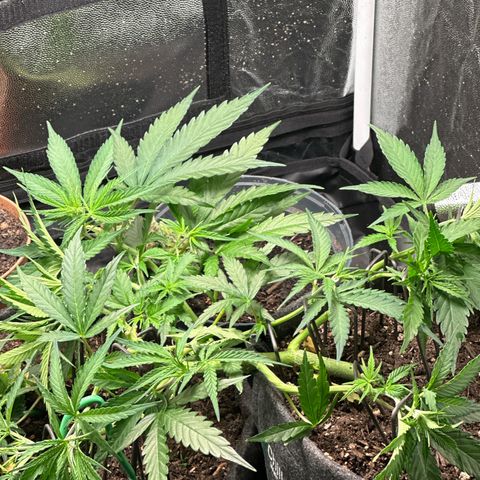 Dosidos reg Auto  growlog photo: Ich werde sie in den nächsten zwei Tagen leicht entlauben 
