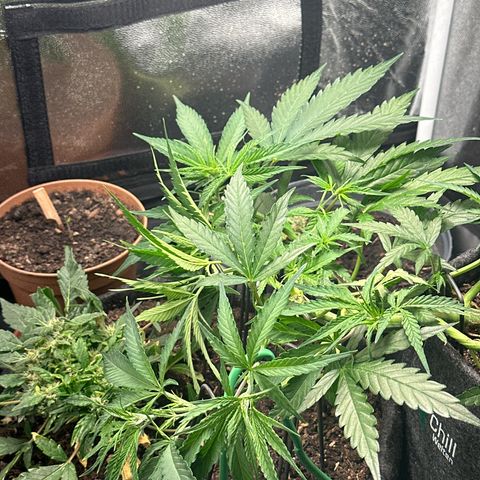 Dosidos reg Auto  growlog photo: Ich werde sie in den nächsten zwei Tagen leicht entlauben 