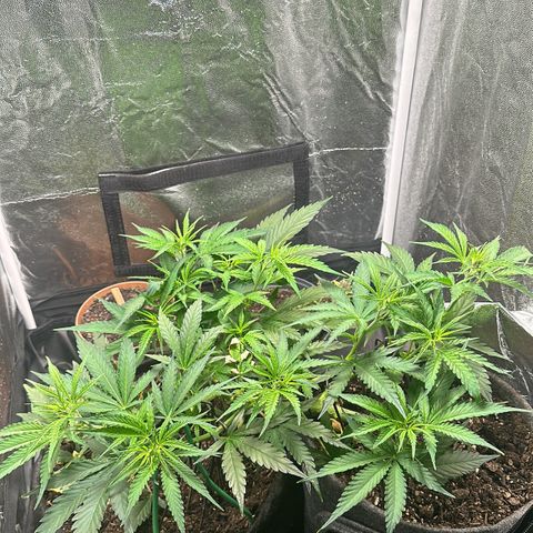 Dosidos reg Auto  growlog timeline photo
