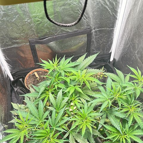Dosidos reg Auto  growlog timeline photo