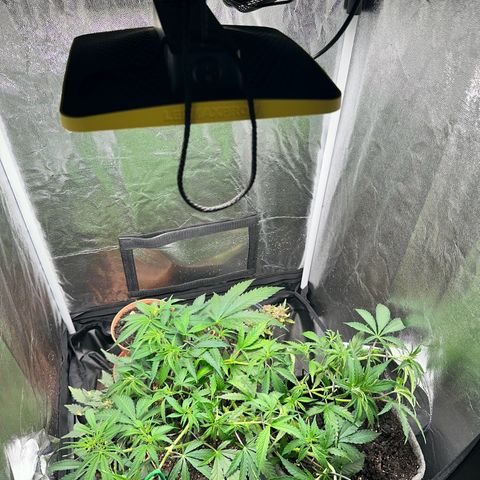 Dosidos reg Auto  growlog timeline photo