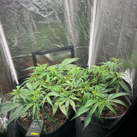 Dosidos reg Auto  growlog timeline photo