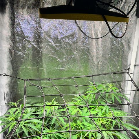 Dosidos reg Auto  growlog timeline photo