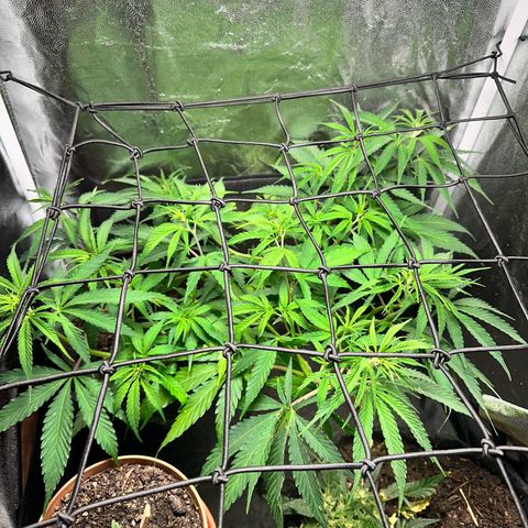 Dosidos reg Auto  growlog timeline photo