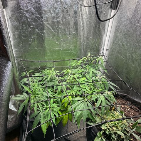 Dosidos reg Auto  growlog timeline photo