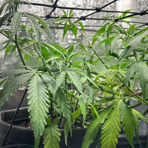 Dosidos reg Auto  growlog timeline photo