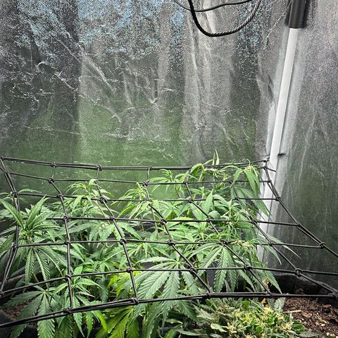 Dosidos reg Auto  growlog timeline photo