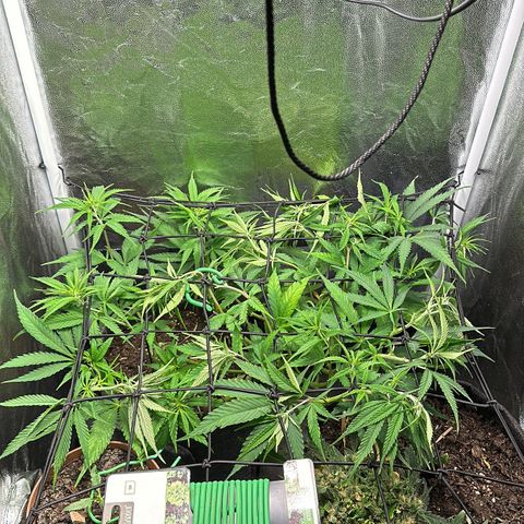 Dosidos reg Auto  growlog timeline photo