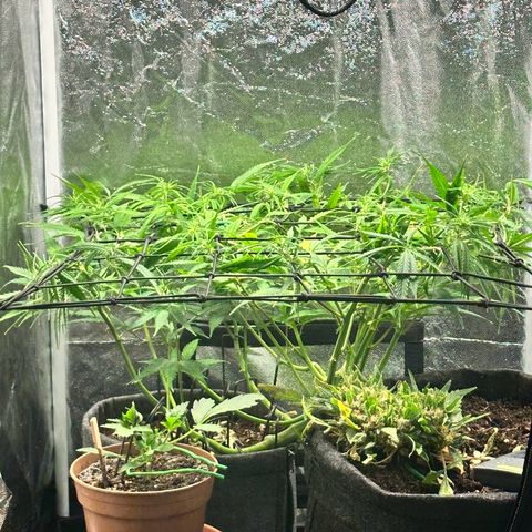 Dosidos reg Auto  growlog timeline photo