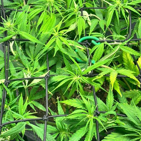 Dosidos reg Auto  growlog timeline photo