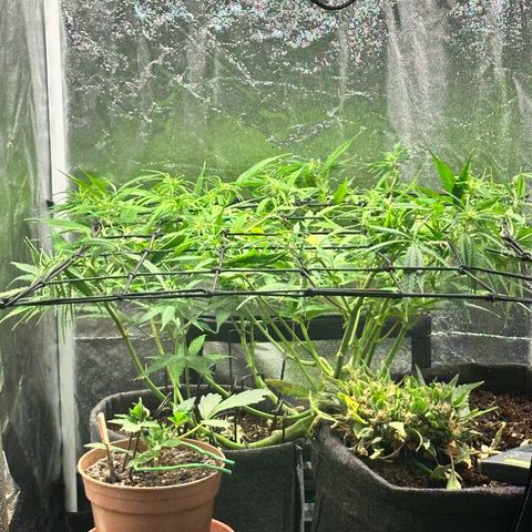 Dosidos reg Auto  growlog timeline photo