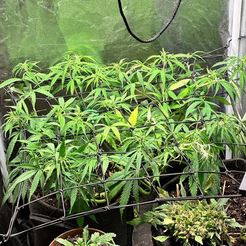 Dosidos reg Auto  growlog timeline photo