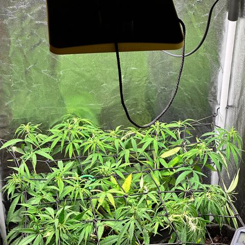 Dosidos reg Auto  growlog timeline photo