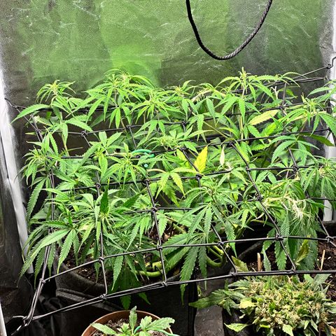 Dosidos reg Auto  growlog timeline photo
