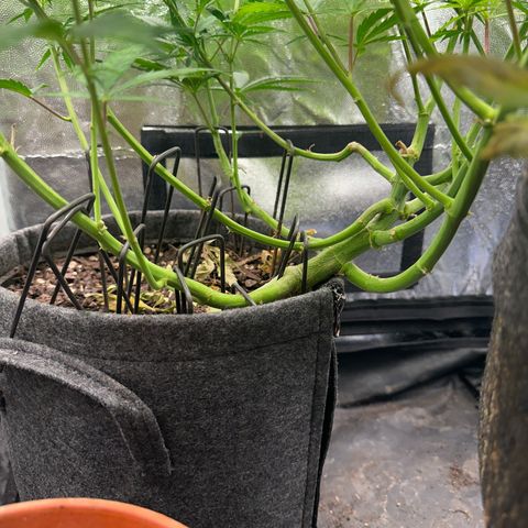 Dosidos reg Auto  growlog timeline photo