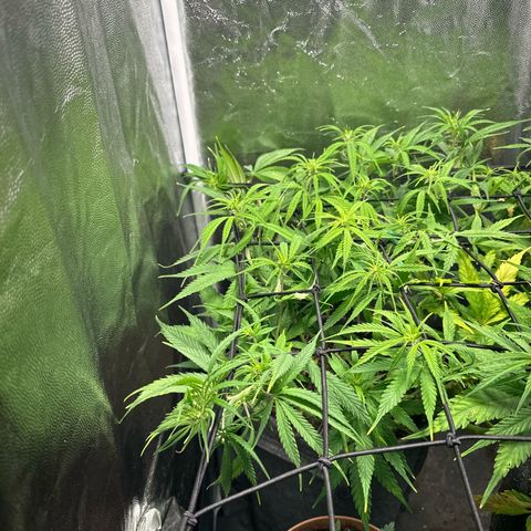 Dosidos reg Auto  growlog timeline photo