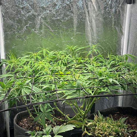 Dosidos reg Auto  growlog timeline photo