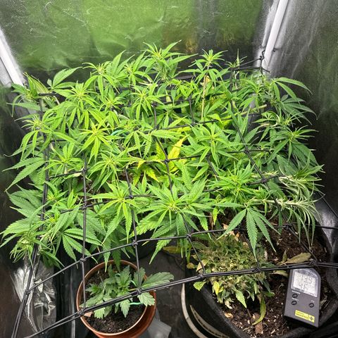 Dosidos reg Auto  growlog timeline photo