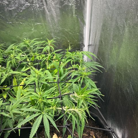 Dosidos reg Auto  growlog timeline photo