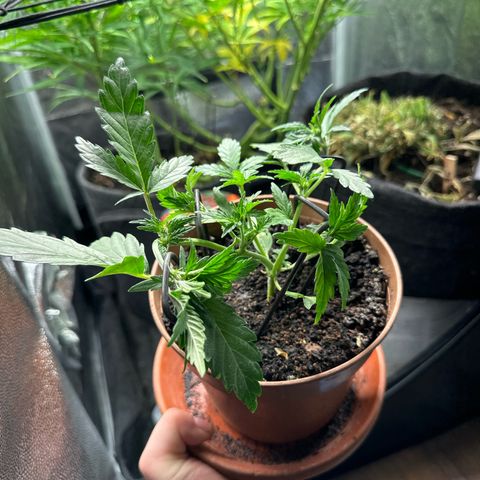 North Thunderfuck growlog timeline photo