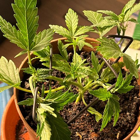 North Thunderfuck growlog timeline photo