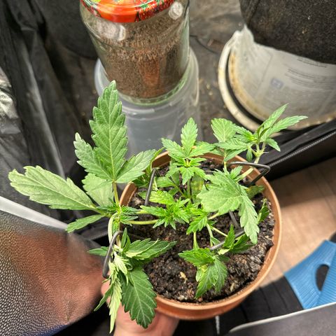 North Thunderfuck growlog timeline photo