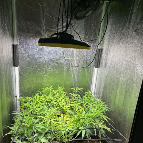 Dosidos reg Auto  growlog timeline photo