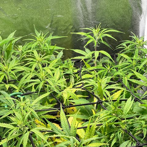 Dosidos reg Auto  growlog timeline photo