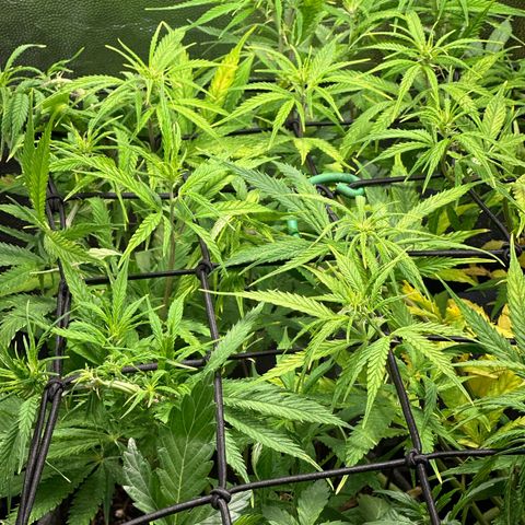 Dosidos reg Auto  growlog timeline photo