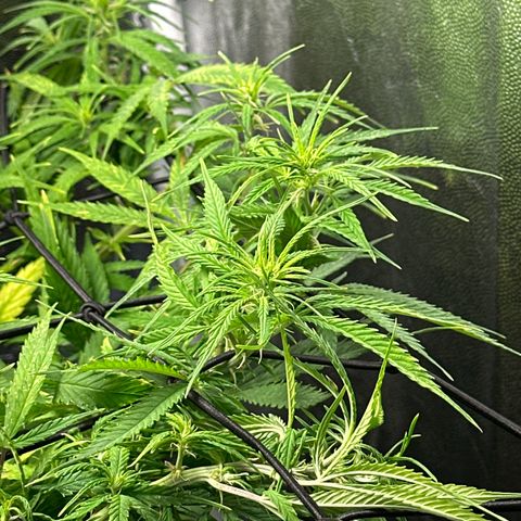 Dosidos reg Auto  growlog timeline photo