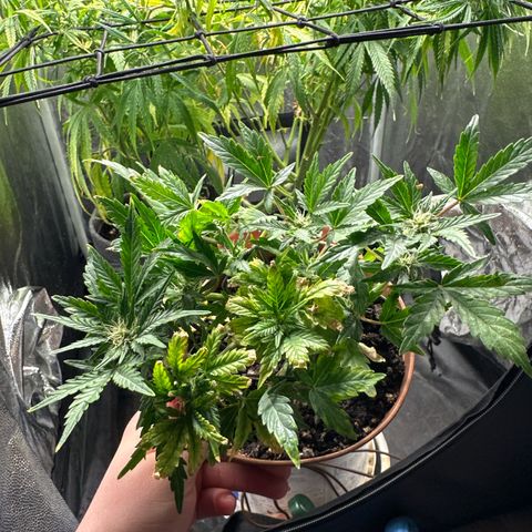 North Thunderfuck growlog timeline photo