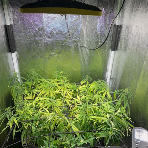 Dosidos reg Auto  growlog timeline photo