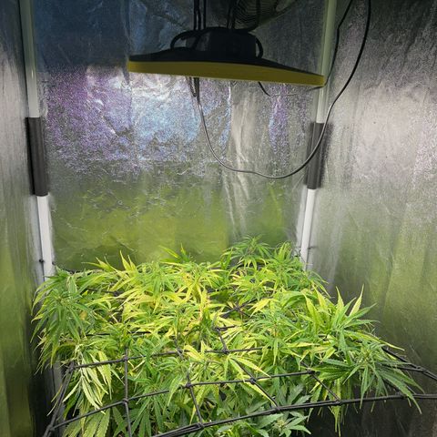 Dosidos reg Auto  growlog timeline photo