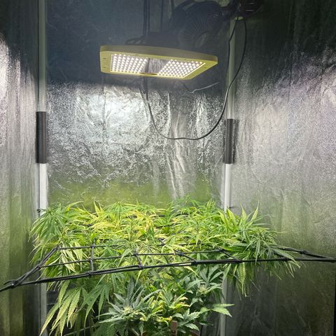 Dosidos reg Auto  growlog timeline photo