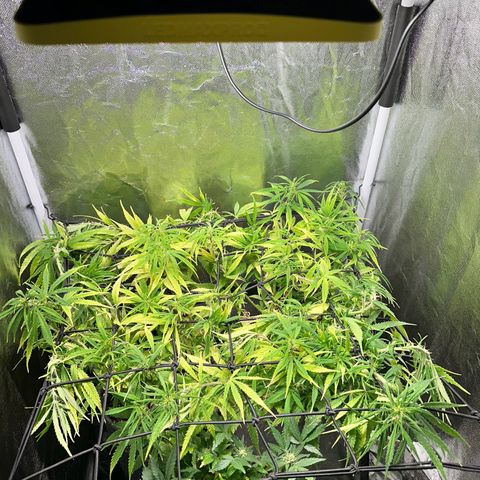 Dosidos reg Auto  growlog timeline photo