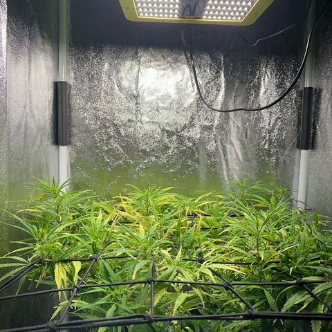 Dosidos reg Auto  growlog timeline photo