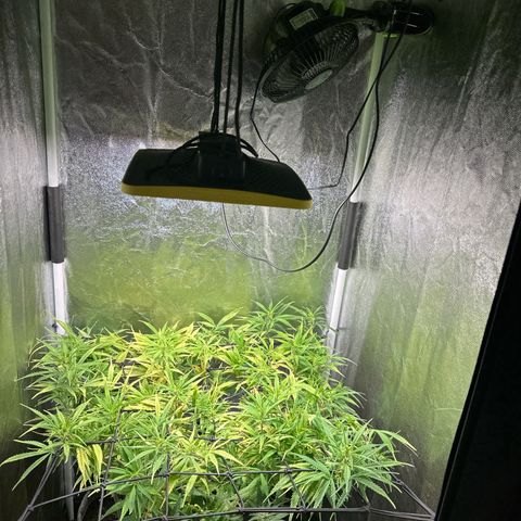 Dosidos reg Auto  growlog timeline photo