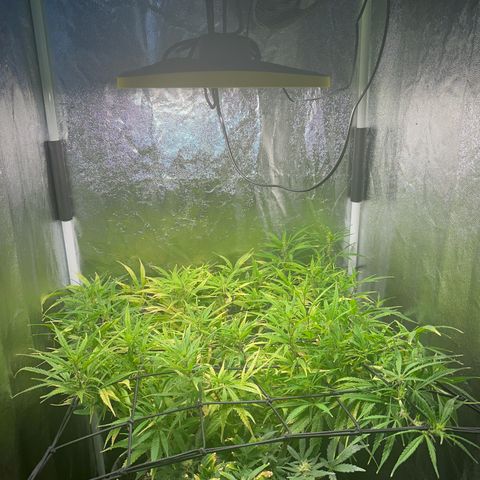 Dosidos reg Auto  growlog timeline photo