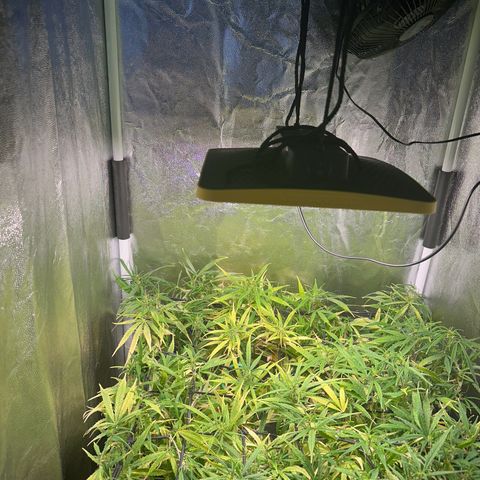 Dosidos reg Auto  growlog timeline photo