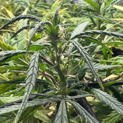 Dosidos reg Auto  growlog timeline photo