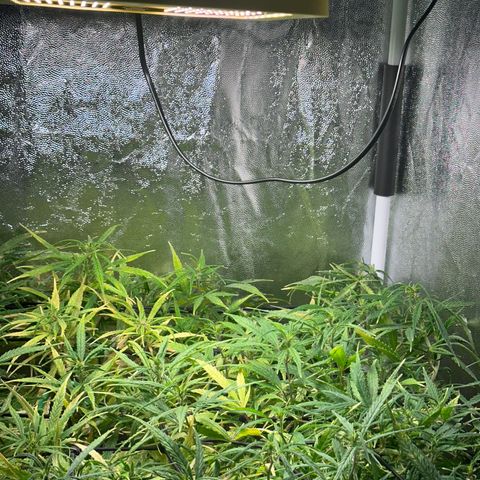 Dosidos reg Auto  growlog timeline photo