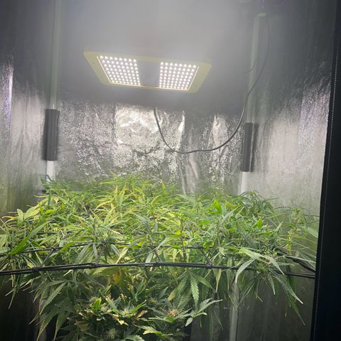 Dosidos reg Auto  growlog timeline photo