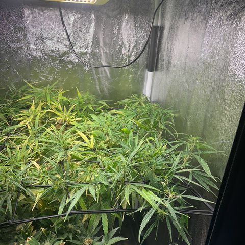 Dosidos reg Auto  growlog timeline photo