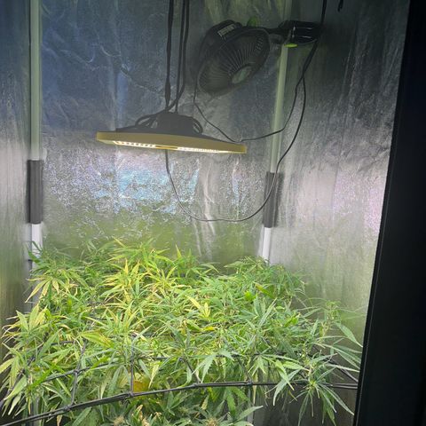 Dosidos reg Auto  growlog timeline photo
