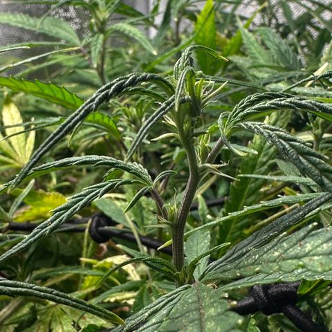 Dosidos reg Auto  growlog timeline photo