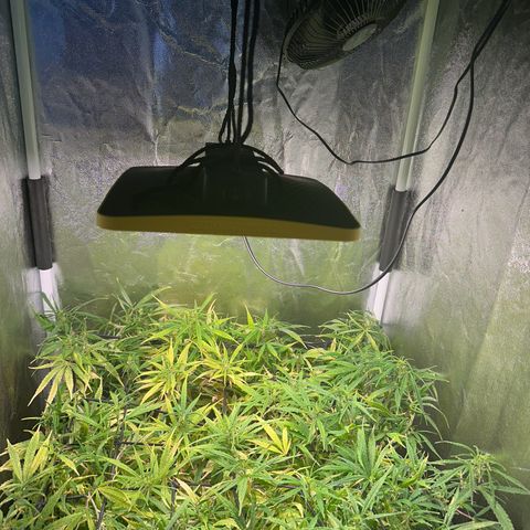 Dosidos reg Auto  growlog timeline photo