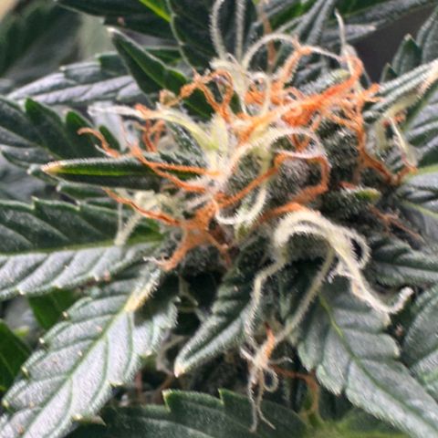 North Thunderfuck growlog timeline photo
